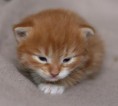 /album/sigges-bilder/inari24mar-5-jpg/